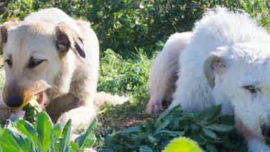 Photo of Rýchle a jednoduché domáce jedlá pre psov: Môžu psy jesť šalviu?